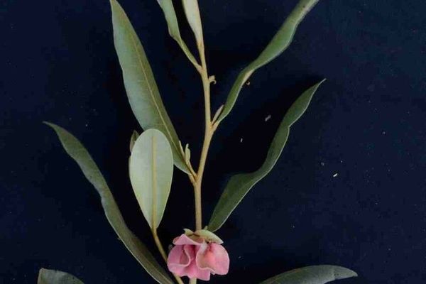 Duguetia furfuracea