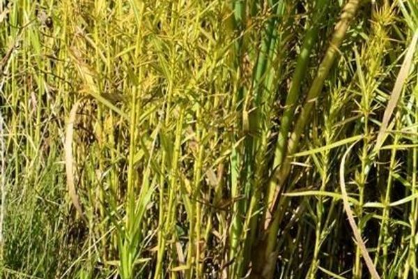 Threeway sedge