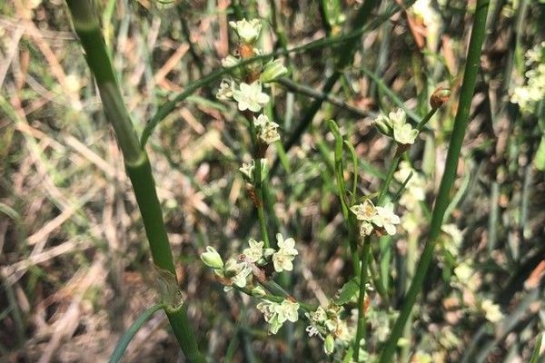 Duma florulenta