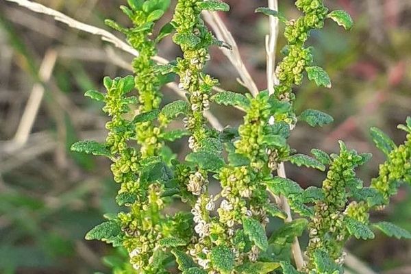 Clammy goosefoot