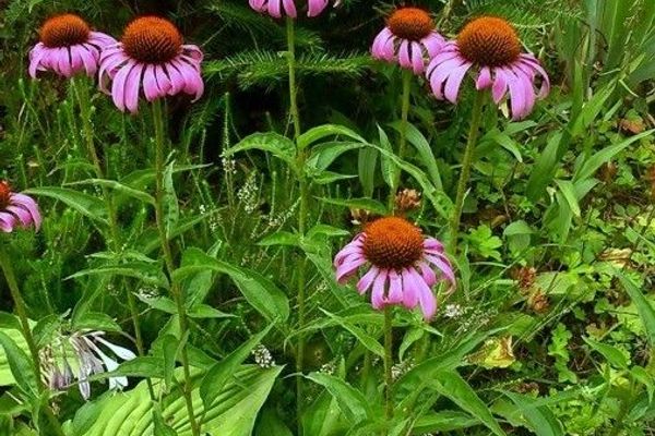 Black-sampson echinacea