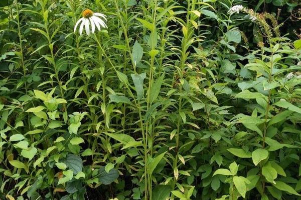 Pale echinacea