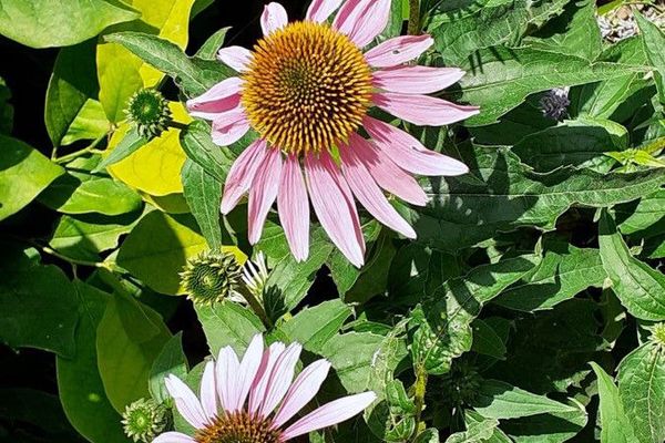 Eastern purple-coneflower