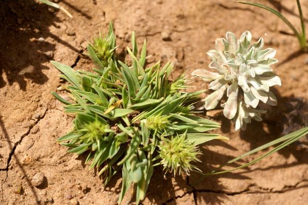 Headed pricklegrass