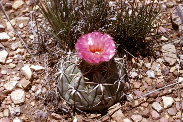Eagle-claw cactus