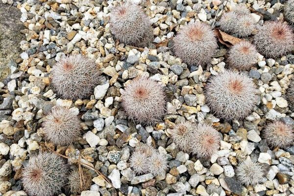 Texas rainbow cactus