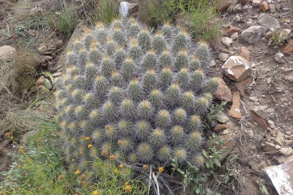 Banana cactus