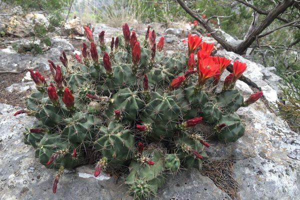 Rose's claret-cup cactus