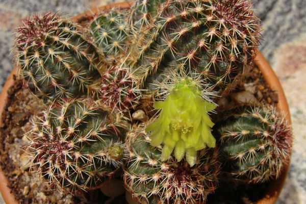 Nylon hedgehog cactus