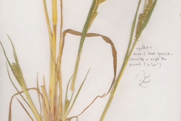 American barnyard grass