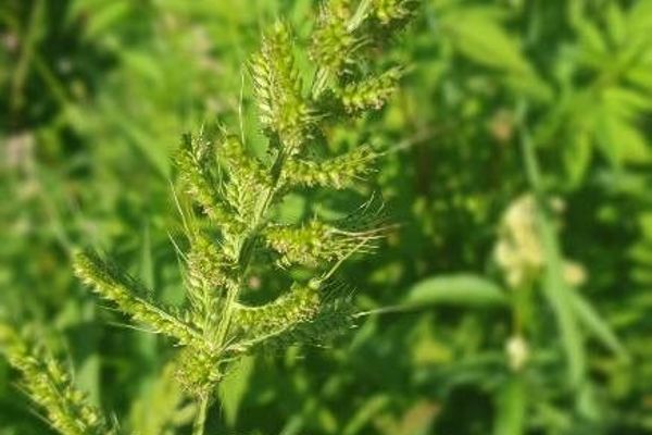 Early barnyard grass