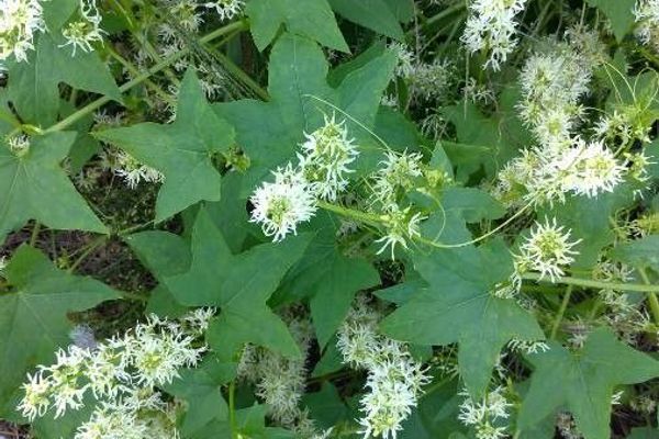 Wild cucumber