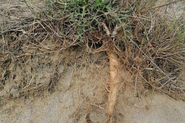 Prickly samphire