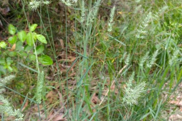 Echinopogon caespitosus