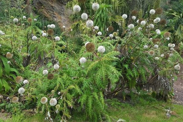 Tall globe thistle