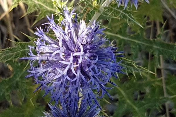 Globe thistle