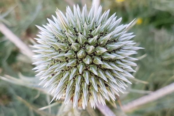 Great globe thistle