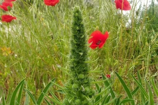 Echium asperrimum
