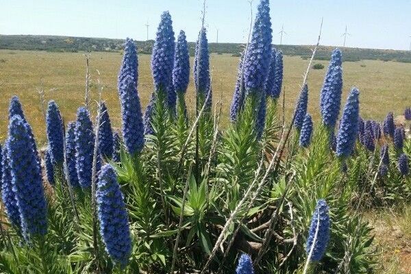 Pride of madeira