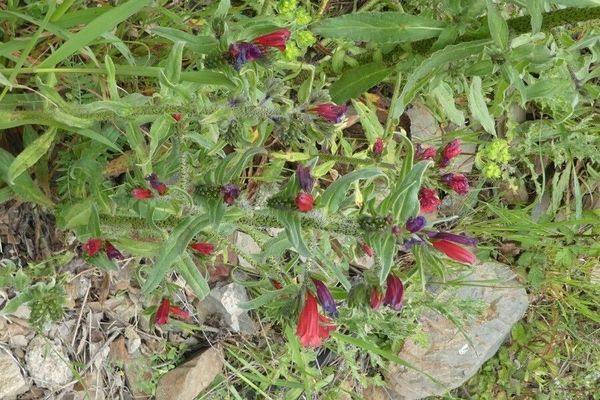 Cretan viper's bugloss