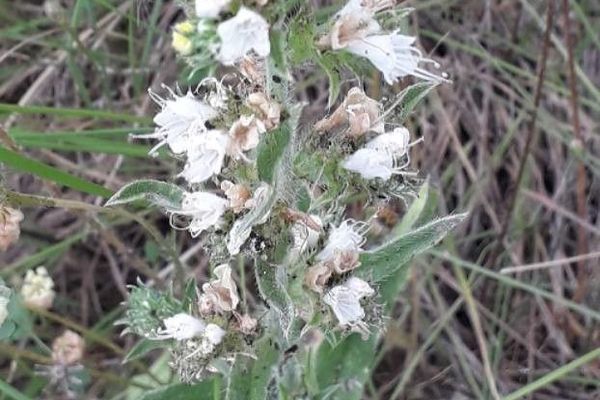 Pale-bugloss