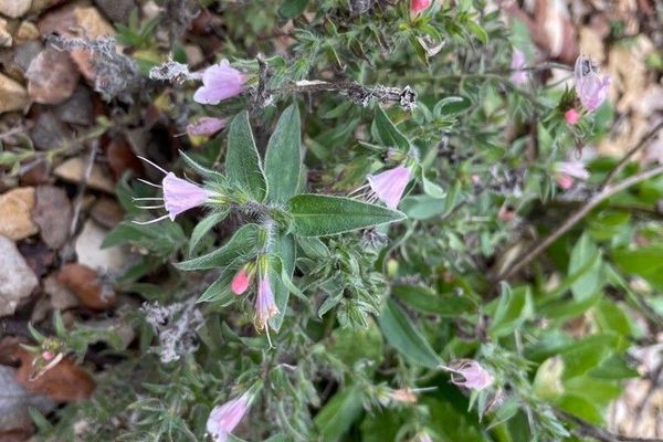Lax viper's-bugloss