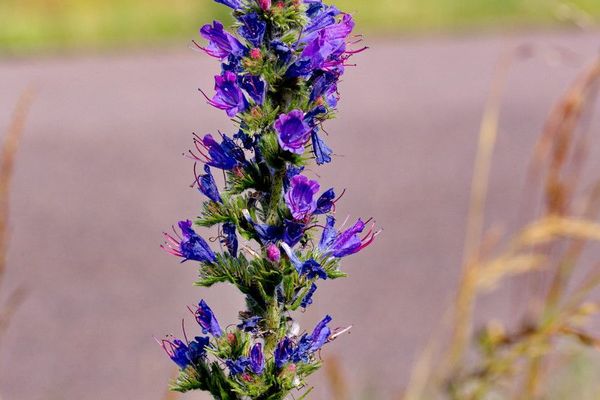Blue echium