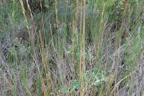 Perennial veldt grass