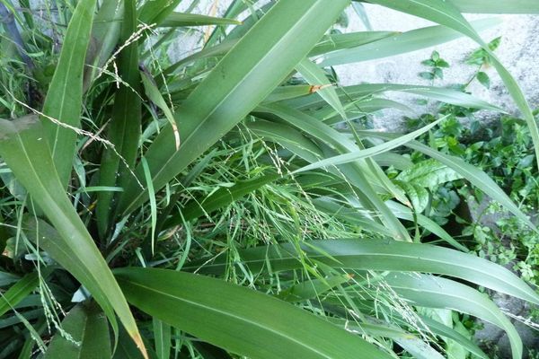 Perennial grass