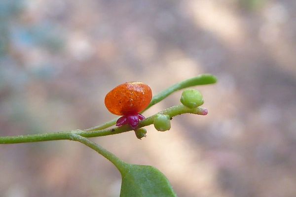 Einadia nutans