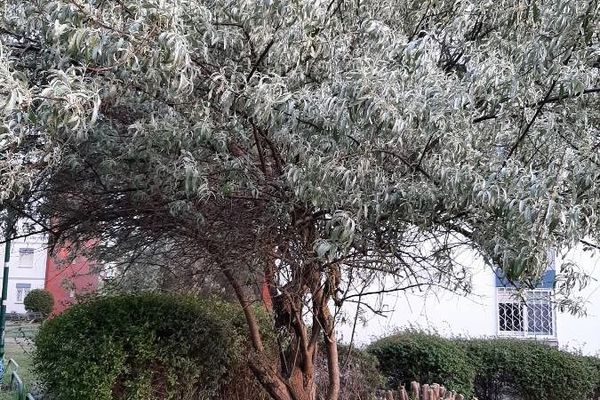 Russian-olive