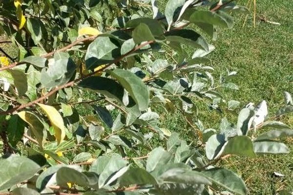 Silverberry