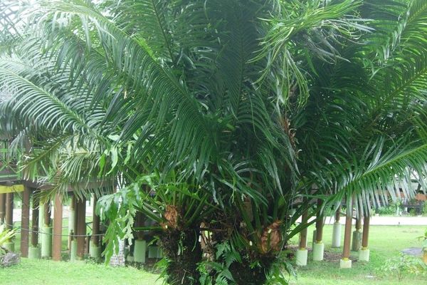 African oil palm