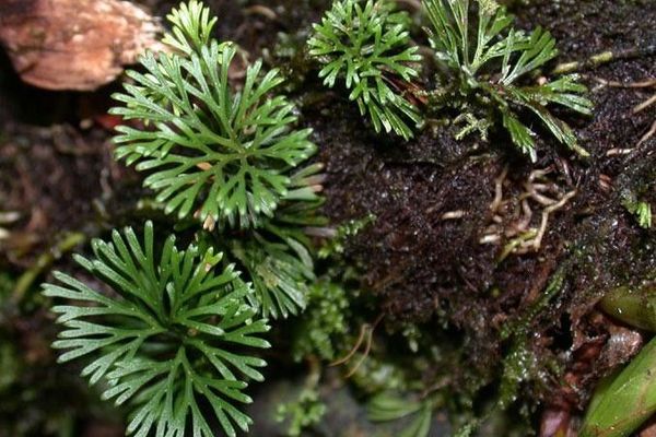 Peltate tonguefern