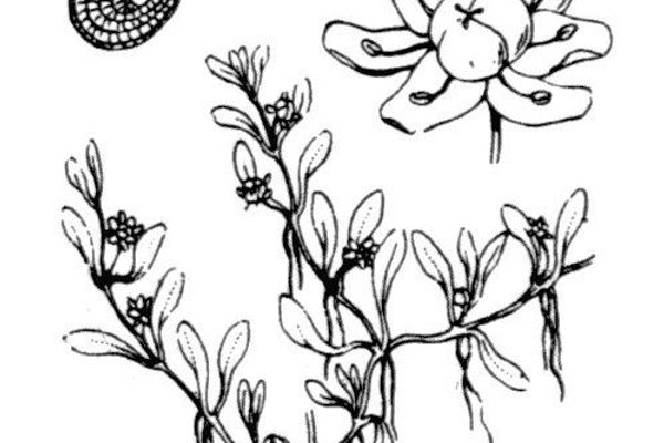Eight-stamened waterwort