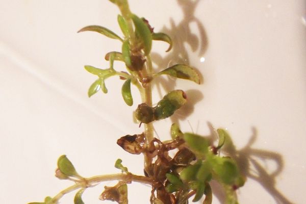 Threestamen waterwort