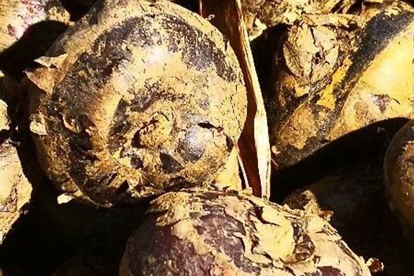 Chinese water chestnut