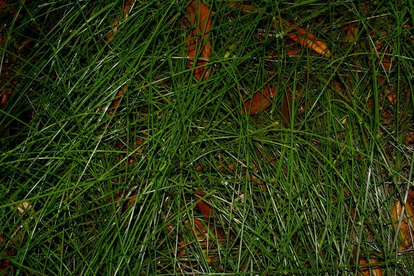 Eleocharis filiculmis