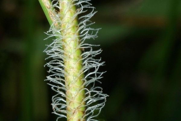 Knotted spikerush