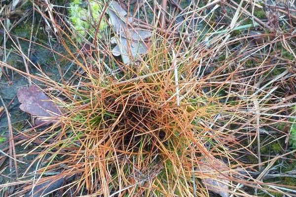 Many-stalked spike-rush