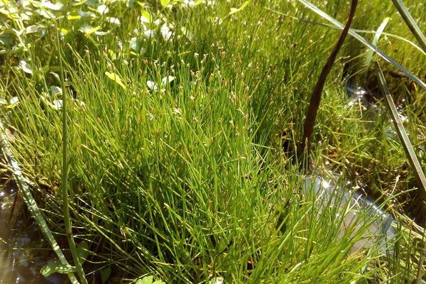 Dwarf spike-rush