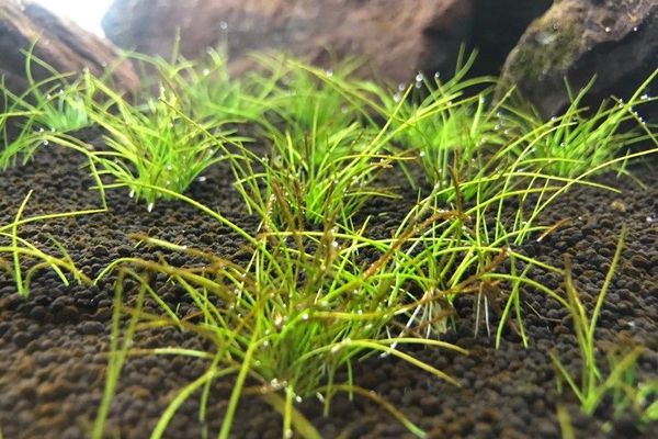 Eleocharis pusilla