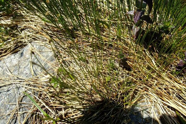 Few-flower spike-rush