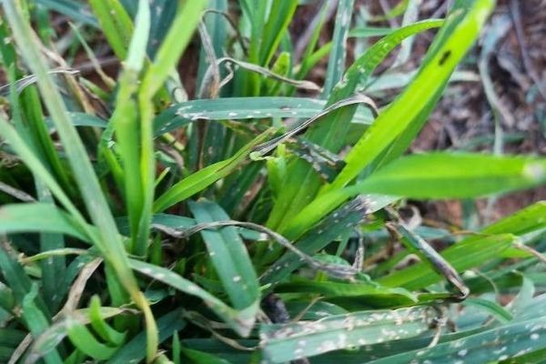 Crowfoot grass