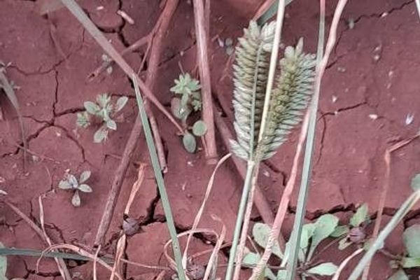 American crowfoot grass