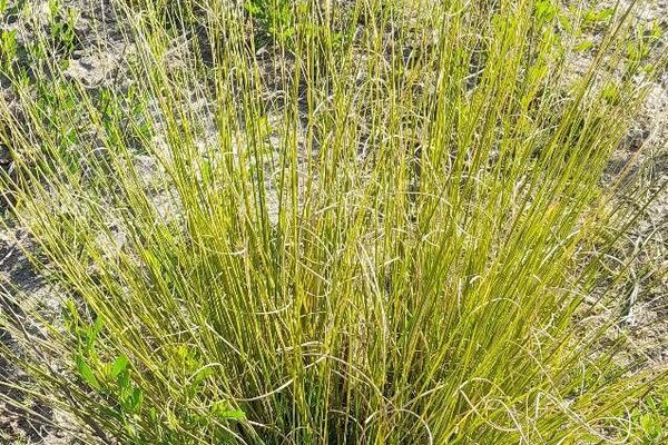 Wire grass