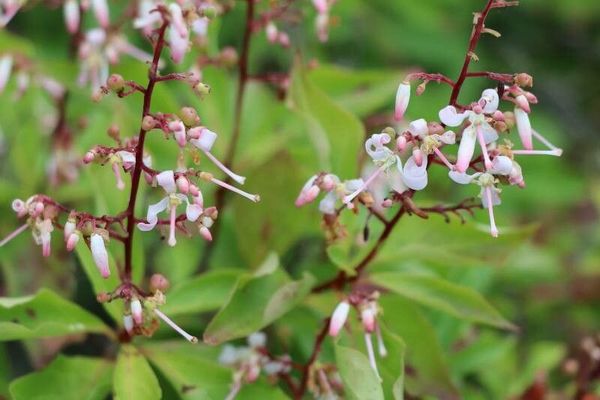 Elliottia paniculata