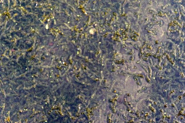 Water-thyme
