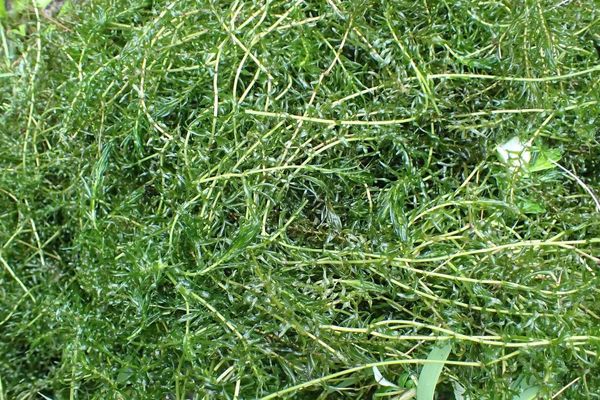 Nutall waterweed