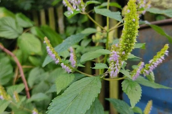 Crested late-summer-mint